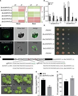 Proteomics reveals the significance of vacuole Pi transporter in the adaptability of Brassica napus to Pi deprivation